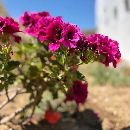 Charma Mykonos * Kalo Livadi