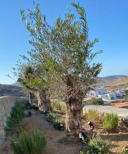 Gasthuis Villaggio Mykonos Kalo Livadi